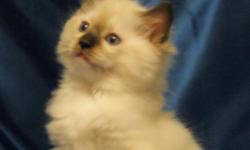 Now taking deposits on TICA registered ragdoll kittens. GemDandy Ragdolls is located in NE Oklahoma and we are offering traditional seal and blue kittens in several patterns. Check out our website at www.gemdandyragdolls.com and pick out a new baby to