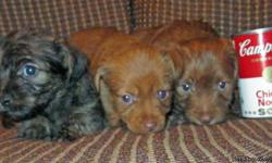 GORGEOUS Designer Breed Chorkie Pups!! Chihuahua/Yorkie pups. One beautiful girl, darker one. Two baby boys. Both chocolate with green eyes. Tails are not docked. Dad is a handsome tiny yorkie and mom is beautiful Chihuahua. Non shedding. They are very