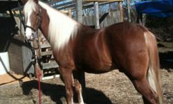 Beautiful Gelding Palomino TWH, 15.2 hands high.&nbsp; Registered. Located in St. Rose.&nbsp; 8 Years Old
