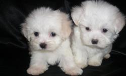 BEAUTIFUL XX-SMALL CKC MALTESE MALE & FEMALE 7WKS OLD, HOME RAISED, UP TO DATE SHOTS & WORMING HEALTH GUARANTEE, NON SHEDDING , HYPO ALLERGENIC, PEE PEE PAD TRAINED, VERY CUTE AND PLAYFUL LITTLE PUPPIES! CALL 770-601-4498 THANK YOU!