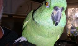 10 year old female yellow nape amazon comes with cage and accessories. She seems to get extra attached to men and then gets selective. When she picks one person that person seems to be able to do anything with her. She is loveable and very vocal. Learns