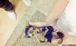 Beautiful registered Yorkie babies, tiny baby faces 8 weeks old $750.00. For more information
call&nbsp;&nbsp;&nbsp;--. &nbsp;