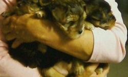 Beautiful Squareface-Teddybear Yorkies are ready for an adult loving home! 2 girls and 1 boy born June 30th. All shots and vet inspected. Mother is double registered CKC and CAC. Father is CKC registered. Should be 5-8 pounds when grown. Puppies are potty