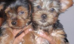GEORGIOUS YORKIES FOR SALE 9WKS. OLD REGISTERED,FIRST SHOTS AND TAILS CLIPPED.