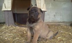 Belgian malinois puppies, working lines, 1 female, 3 males, ready in 3 weeks. Call for info 731-499-0105