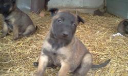 belgian malinois pups, working lines, 1 female, 3 males, ready in 3 weeks. call for more info 731-499-0105