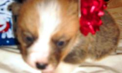 CHRISTMAS PUPPIES!!!This is Belle?s AKC Red Boy. He has a half collar and a beautiful blaze down the middle of his face. He will be the same color as his dad. He will be ready for his new home the week before of Christmas if you?re picking her up off the