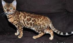 Spectacular young Bengal female, stunningly rosetted, richly colored, sharply defined,vivid contrast, fine plush golden glittered pelt coat. I've been breeding Bengal cats since 1995, working with top S.Cal lines. I know the founder of the Bengal breed