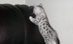 silver spotted bengal kittens born on 1-25-11
They have all been vet checked and had their first vaccinations and have been wormed. They are ready to go. They are registered thru TICA. Our website is www.stuckerscattery.com or we can be reached at