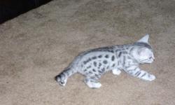 silver spotted bengal kittens born on 1-25-11
They have all been vet checked and had their first vaccinations and have been wormed. They are ready to go. very playful & loving, they have been raised under foot, they have never been caged. they also like