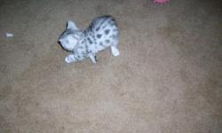 silver spotted bengal kittens born on 1-25-11
They have all been vet checked and had their first vaccinations and have been wormed. They are ready to go. very playful & loving, they have been raised under foot, they have never been caged. they also like