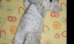 Bengal kittens, 4 beautiful babies, snow marbled, males and females, gorgeous blue eyes.&nbsp; Ready to go, first shots, wormed, $400 each.&nbsp; Please call --.