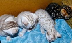 Get the best pet fot you home for exmas.We breed and sale the most exotic and best breeds of bengal kittens . We have vibrant Leopard spotted, Tri-colored Rosetted Marbles, Silvers and occasionally, Snow Bengal cats.All our kittens are perfectly home