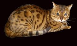 Tica registered bengal kittens all spotted males and females. There are six kittens available. Sired by F7 brown spotted registered pedigree male, and female. They will come with health certificate. Must be spayed and neutered before pick up. Contact