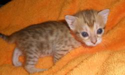 We have a litter of Bengal kittens born )ctober 10, 2011. We have snow spotted, brown spotted, silver spotted, and marbled kittens. Kittens come with shots, wormed, health record, health guarantee written contract, and Royal Canin kitten sample food. We