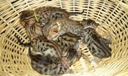 Tica registered brown spotted males and females and a male marble kitten are available. Price was reduced for quick sell!
