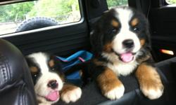 Beautiful AKC Bernese Mountain Dog Puppies - 9 week old puppies ready to go to their new home. All worming has been done. There are 5 female and 1 male left. Metro Atlanta Location. Dam and Sire on site. These are our pets. We are a family of Bernese