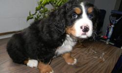 AKC Bernese Mountain Dog puppies $750, Black & Chocolate AKC Labrador Retrievers $400 & $450, female ACA Golden Retriever $450, English Bulldog/Boxer $500, blue Mini Walrus (Shar Pei) $500, and many more breeds of puppies. Delivered at a reasonable rate,