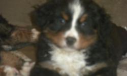 puppies parents AKC shots and wormed paper trained ready now please call