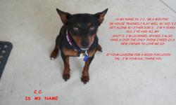 female,min pin,4 yrs old,great with kids, and other pets , really needs a devoted owner, rgardless of age, all shots, and a chip, unable to keep her for my own health problems, dont want to take her to the pound, please!!