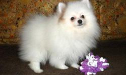 hey ,really interested in locating the best home for my little pom who is presently very lonely and angry due to lack of time to take proper care of her , please if you are not a pet lover i Beg you in God's name not to contact me.