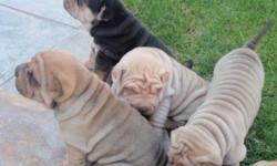 Absolutely gorgeous original chinese shar pei puppys for sale: one black flower male 6 weeks old, 1 male blondie, and 3 honey brush coat females available, with current vaccinations, and veterinarian examination