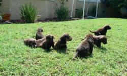 PURE BRED CHOCOLATE LABS JUST GOT THERE FIRST SET OF SHOTS. 3 MALES AND 7 FEMALES MOM AND DAD ON SITE. WE NEED THEM ALL TO GO TO A GOOD HOMES ASAP PLEASE CALL ANGIE @323)289-8085 IF INTERESTED.