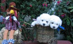 Bichon frise, AKC regist- Champion blood lines puppies are ready for their new permanent home
Very healthy growing puppies are UTD with vaccinations, deworming .They are also excelent on paper and crates training, eating crunchy dry food and living in