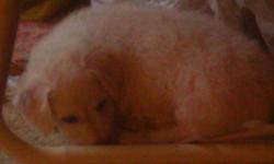 bichon frise puppys, parents are AKC Registered. They are hypo-allergenic and non-shedding. Are good with cats and other dogs, love kids. They are paper trained, have been wormed and had their first shots. First two photos are the girl, next two are boy