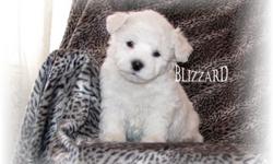 Absolutely gorgeous, sweet, healthy and ready for love. Vet certificate, shots etc, perfect puppy.
Blizzard has a thick fluffy coat, darling black eyes and nose, is social and sweet. Totally home raised.
Champion Line parents with great health history