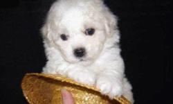 Adorable Bichon Frise Male puppy is available for his forever home. He's up to date with all the shots and deworming. All documents & shots will be given to the new owners He is very very handsome with great coat. Only the puppy is for sale, dad's picture