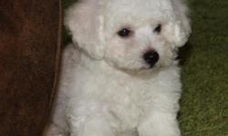 Our Bichon pups are ready to become a part of your family. they are well tempered and
sweet, get along great with children and strangers, other animals, just perfect little buddies for the family. they are 9 weeks old and utd on shots and have been