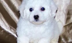 Beautiful Bichon Frise Puppies. AKC registered and Champion Bloodlines. WWW.AKCBICHONS.COM
Health Guarantee. Shots/Wormed
