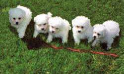 CKC Bichon Frise Puppies. &nbsp;8 weeks old. &nbsp;White in color. Lively and healthy. &nbsp;Non-shedding and hypoallergenic.
Family raised. &nbsp;1st shots and wormed. &nbsp;Males $300.00 - Females $350.00 &nbsp;No Sunday calls please.