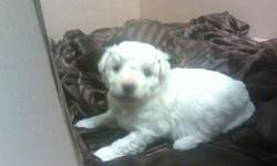 Beautiful Bichon puppy for sale. Will be available 6 May. Be the first to reserve.