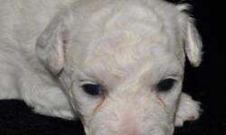 Bichon Frise Puppies. Beautiful White Fluffy Coats. They Are Bred And Raised In My Home With Tender Loving Care.
They Have A Wonderful AKC Champion Pedigree And Will Be Registered With The American Kennel Club.
They Will Also Be Current On Their