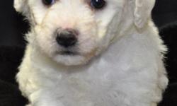Bichon Frise Puppies. Beautiful White Fluffy Coats. They Are Bred And Raised In My Home With Tender Loving Care.
They Have A Wonderful AKC Champion Pedigree And Will Be Registered With The American Kennel Club.
They Will Also Be Current On Their