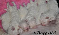 Bichon Frise Purebred Puppies. Beautiful White Fluffy Coats. They Are Bred And Raised In My Home With Tender Loving Care.
They Have A Wonderful AKC Champion Pedigree And Will Be Registered With The American Kennel Club.
They Will Also Be Current On Their