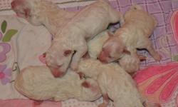Bichon Frise Purebred Puppies. Beautiful White Fluffy Coats. They Are Bred And Raised In My Home With Tender Loving Care.
They Have A Wonderful AKC Champion Pedigree And Will Be Registered With The American Kennel Club.
They Will Also Be Current On Their