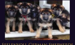 Excellent Breeding with Yasko-Ursus-Ghandi-Hobby lines 100% German import lines. A Seelenvoll Puppy... Gorgeous! We have bred this litter for movement and conformation, deep red and black pigment, incredibly sweet, calm-tempered companions with that