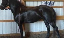 ROYCE is Very gentle and sweet halterbroke gelding. Ready for saddle training or driving training. Will make someone an excellent
partner! Big stout boy. Nice ground manners, easy to catch. Longes nicely. Current on all care. Good for farrier. Easy on