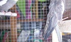 2 GRAY COCKATIEL PAIRS - MALE/FEMALE
PROVEN TOGETHER BUT DONT BITE..
COULD BE TURNED INTO PETS.
$65 PER PAIR..
LUTINO COCKATIEL FEMALE
DOESNT BITE. LITTLE SKIDDISH.
NEEDS A LOVING HOME.
$40
GREEN CHEEK CONURE PAIR - MALE/FEMALE
PROVEN TOGETHER.
$450
OR