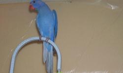 DNA'ed 3 month old male Violet Ringneck. You may call 623-979-1423 or e-mail for more information. No Shipping. Thanks.