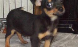 Black and Tan Chihuahua puppy For Sale!!!!!!!!
Born June 13 and will be ready to go to a new home august 8th.
They have their first puppy shots, Health certs, and they are registered.
My numbers are home (386) 935-0233
and cell is (386) 965-2962 my name