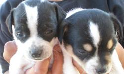 THESES ARE BLACK AND WHITE PUPPIES ABOUT I MONTH OLD