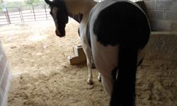 Black and white pinto reg. mare. She is very gentle, but very talented. She would be
a great kids, or beginners horse. She is great on trail. She also loads and hauls good.
She is a little lazy, but very responsive.