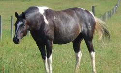 Beatiful black and white paint mare , 15 hh , fully vaccinated , wormed , coggins tested, never bred, very friendly , family bred 4 generations on our ranch, all black and white.