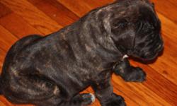 I have black brindle cane corso males and females for sale. They are rare breed and have the white gene from Scandifio's Ghost. If interested I am located in Somerset NJ. My phone number is 7328740044. You can also add me as a friend on facebook under Roy