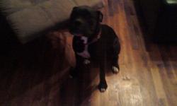 8 month old Seal (black) female Boxer for sale! She is very sweet, almost potty trained, crate trained,& AKC registered.