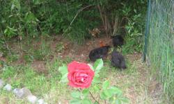 Black fluffy chickens. Two roosters and one hen. $30 for all three. They are very unique chickens. They need to find a good home that does not have small chickens, as they are aggressive to my smaller bantams. They follow me around. I think they may be